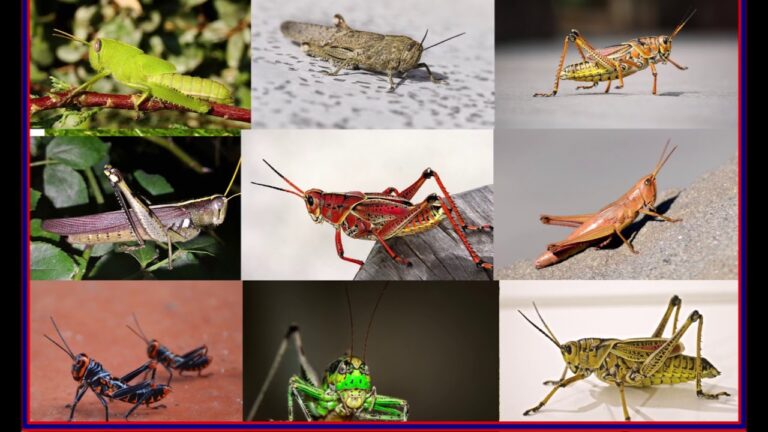 Sådan fotograferes levende insekter