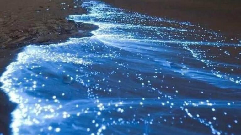 Sådan fotograferes bioluminescens