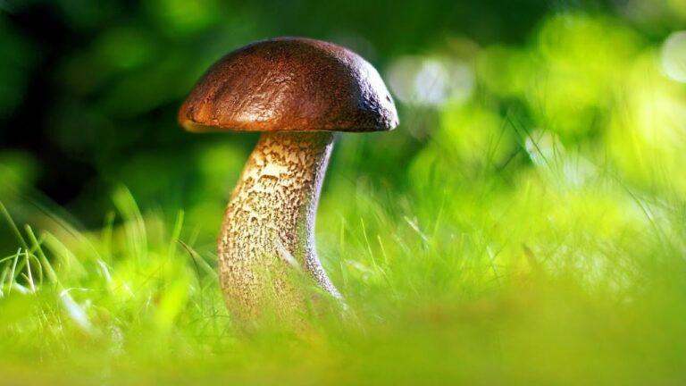 Come fotografare i funghi